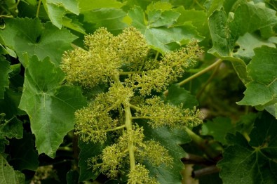 Manisa'nın Afet Bölgesi İlan Edilmesi İçin Başvuracaklar