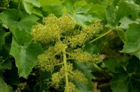 Manisa'nın Afet Bölgesi İlan Edilmesi İçin Başvuracaklar