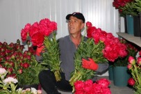 Yozgat'ta Üretilen Şakayık Çiçekleri Romanya Ve Azerbaycan'a İhraç Ediliyor Haberi