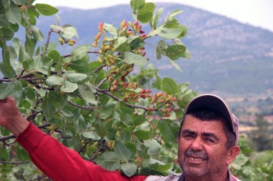 30 Yıl Sonra Meyve Verdi, Burası Antep Değil Muğla