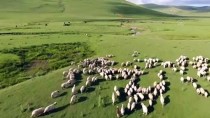 85 Yaşındaki Süleyman Dedenin Bitmeyen Çobanlık Tutkusu Haberi