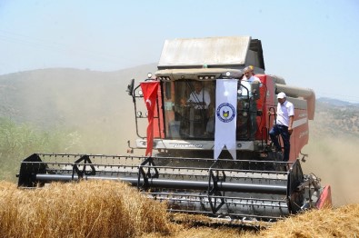 Aydın'da Buğday Hasat Şenliği Gerçekleşti