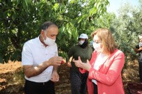 Başkan Fatma Şahin Kiraz Bahçelerini Ziyaret Etti