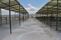 Beypazarı'nda Sinek Ve Uçkunlarla Mücadele Sürüyor