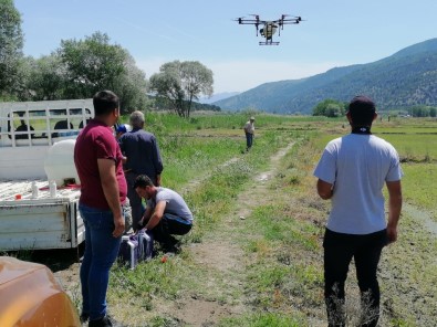 Çorumlu Çiftçiler Çeltik Tarlalarını Drone'larla İlaçlıyor