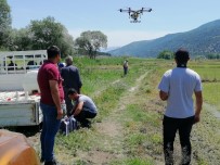 Çorumlu Çiftçiler Çeltik Tarlalarını Drone'larla İlaçlıyor Haberi