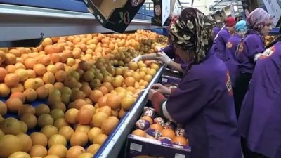 Narenciye İhracatındaki Artış Sektör Temsilcilerinin Yüzünü Güldürdü