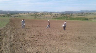 Sındırgı'da Belediye Boş Arazilerinde Tarım Yapıyor