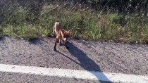 Tekirdağ'da Bir Öğretmen, Yol Kenarında Gördüğü Tilkiyi Besledi