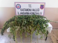 Tosya'da Uyuşturucu Operasyonu Açıklaması 2 Gözaltı