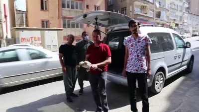 Yaralı Halde Bulunan Kartal Tedavi Edildi