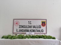 Zonguldak'ta Uyuşturucu Operasyonu