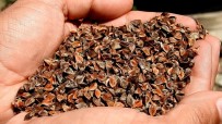 Çeşme'de İlk Kez Ekilen Karabuğday'ın Yaygınlaştırılması Hedefleniyor