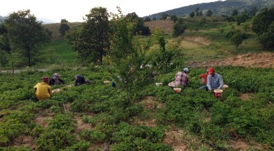 Dağ Çileğinin Hasadına Başlandı
