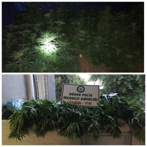 Gaziantep'te Bir Evde 500 Kök Hint Keneviri Bulundu