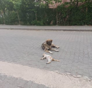 Köpeğin Şefkati Görenleri Duygulandırdı