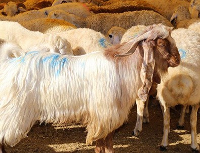 Kurban alışverişinde yeni dönem!