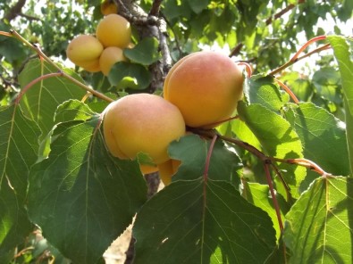Kuru Kayısı Rekoltesi 85 Bin Ton Olarak Açıklandı