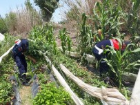 Mersin'de 11 Bin 115 Kök Kenevir Bitkisi Ele Geçirildi