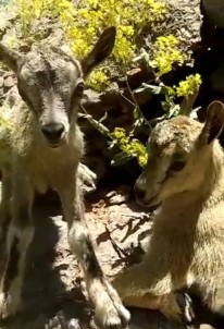 Tunceli'de Yeni Doğmuş Dağ Keçileri Görüntülendi
