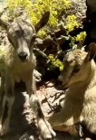 Tunceli'de Yeni Doğmuş Dağ Keçileri Görüntülendi Haberi