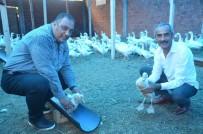 Başkan Güler'in Projesi Sayesinde En Büyük Kaz Çiftliğini Kurdu