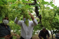 İlk Örtü Altı Üzüm Hasadında Üreticinin Yüzü Güldü