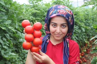 Pandemi Döneminde Dikilen Domatesler İhracat Yolunda