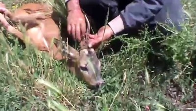 Tokat'ta Yaralı Bulunan Karaca Tedavi Altına Alındı