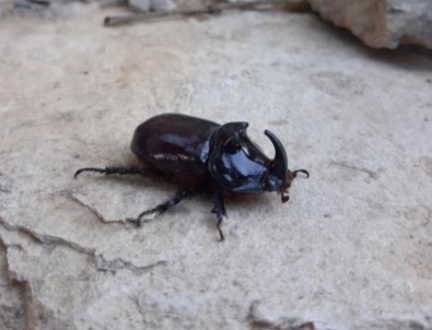 Tunceli'de Gergedan Böceği Görüntülendi