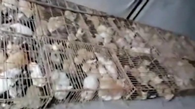 Çin hala akıllanmıyor! 'Yemek' için kafeslerde tutulan 700 kedi bulundu