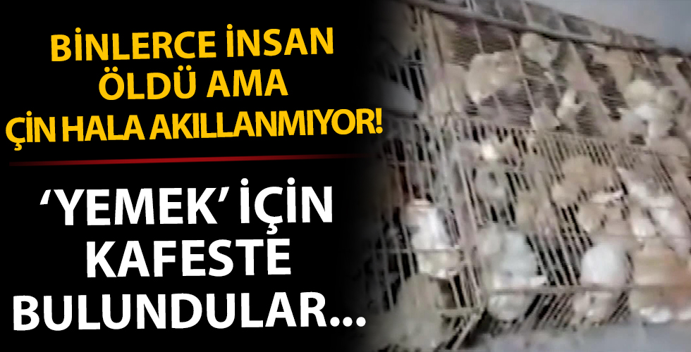 Çin hala akıllanmıyor! 'Yemek' için kafeslerde tutulan 700 kedi bulundu