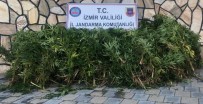 İzmir'de Uyuşturucu Operasyonu Açıklaması 203 Kök Hint Keneviri Ele Geçirildi Haberi