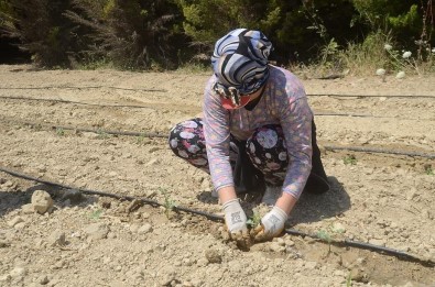 Kuşadası'nda 6 Bin 500 Yerli Fide Toprakla Buluştu