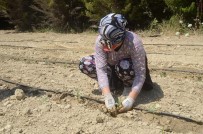 Kuşadası'nda 6 Bin 500 Yerli Fide Toprakla Buluştu