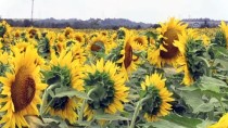 'Sarı Gelinlik' Giyen Adana'da 250 Bin Ton Ayçiçeği Rekoltesi Bekleniyor