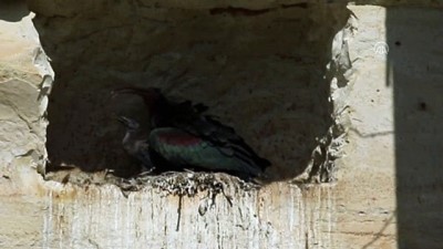 Koruma Altındaki Kelaynaklardan Sevindirici Haber