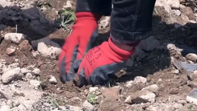 Türkiye'nin Çilek Fidesi İhtiyacının Yarısı Kayseri'de Üretiliyor