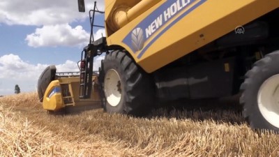 Amik Ovası'nda Buğday Ekim Alanı Ve Rekoltesi Artıyor