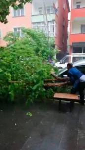 Çatak'ta Şiddetli Yağmur Ve Fırtına Ağaç Devirdi
