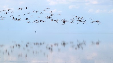 Doğa Harikası Tuz Gölü'nde Yavru Flamingo Şöleni