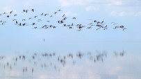 Doğa Harikası Tuz Gölü'nde Yavru Flamingo Şöleni Haberi