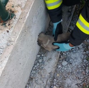 Kafası Yağmur Suyu Giderine Sıkışan Yavru Köpek Kurtarıldı