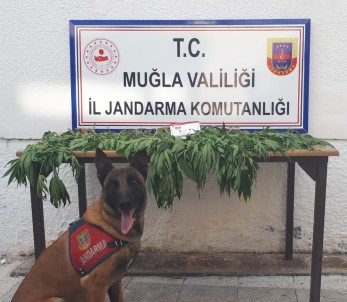 Köyceğiz'de Uyuşturucu Operasyonu