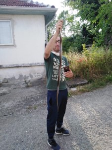 Kümesine Giren 1,5 Metrelik Yılanı Elleriyle Yakaladı