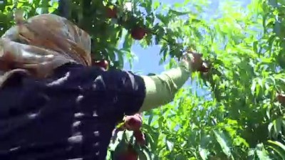 Şeftali Ve Nektarin İhracatı Hızlı Başladı