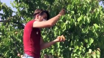 Tescilli Mut Kayısısında 110 Bin Ton Rekolte Beklentisi