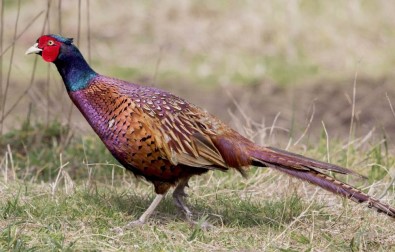 51 Yılda 306 Bin 'Kene Avcısı Sülün' Tabiata Salındı