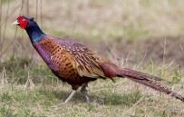 51 Yılda 306 Bin 'Kene Avcısı Sülün' Tabiata Salındı