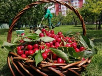 Bağcılar'da Sağlık Çalışanları İçin Kiraz Hasadı